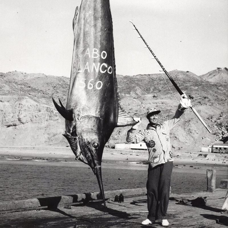 Giant Black Marlin