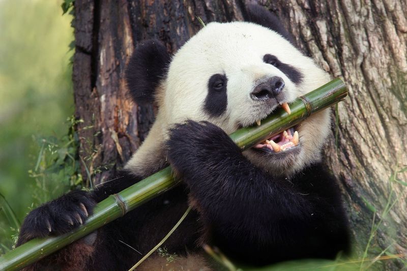 Giant Panda