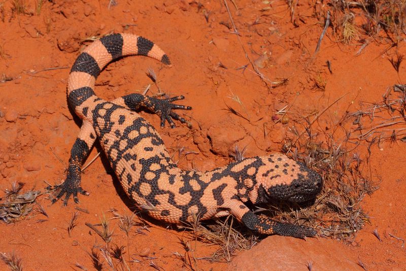 Gila Monster