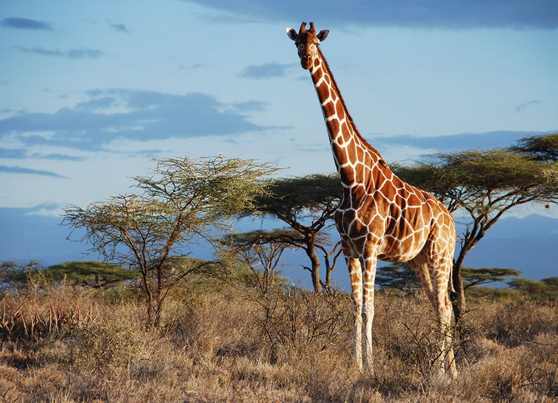 Giraffe
