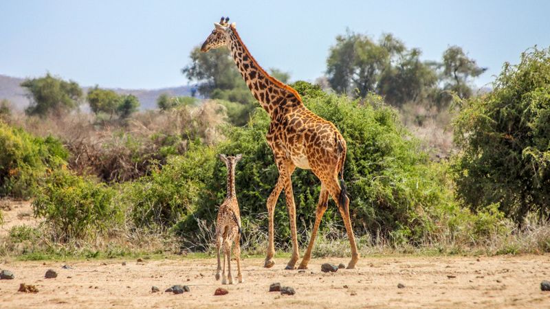 Giraffe