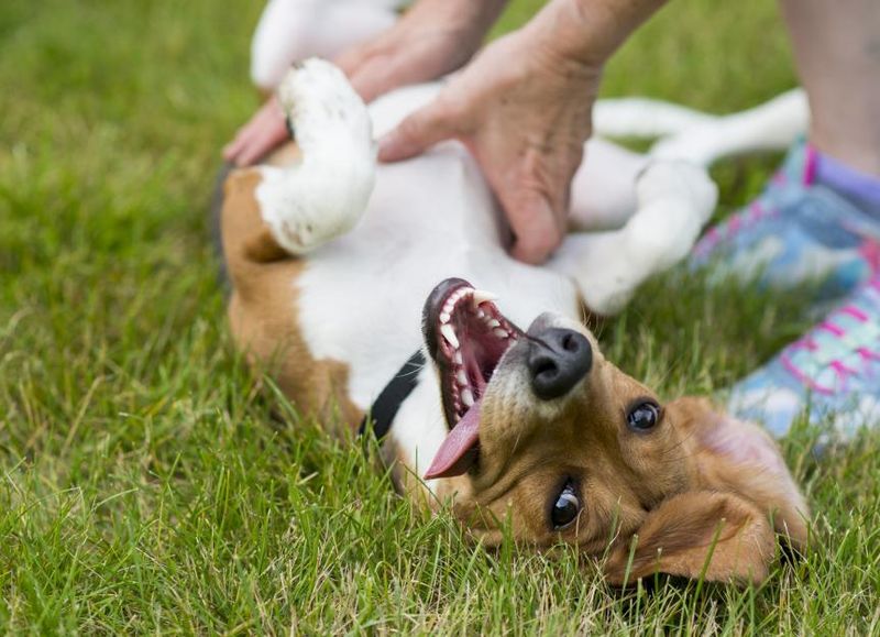Giving Belly Rubs