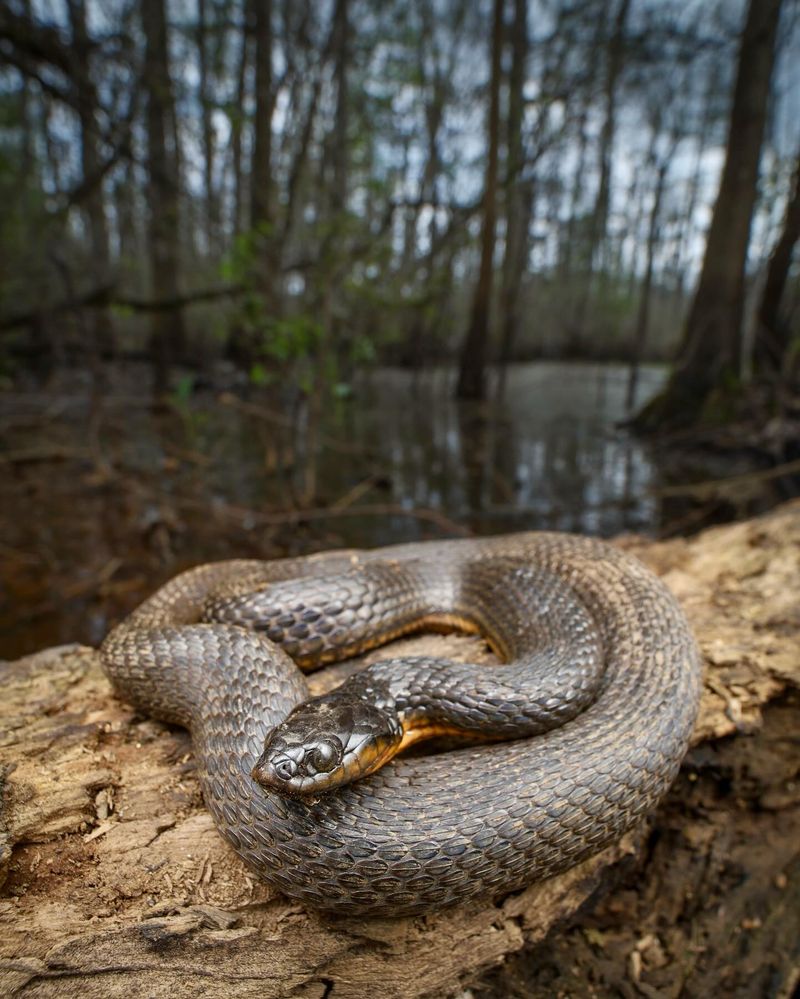 Glossy Crayfish Snake