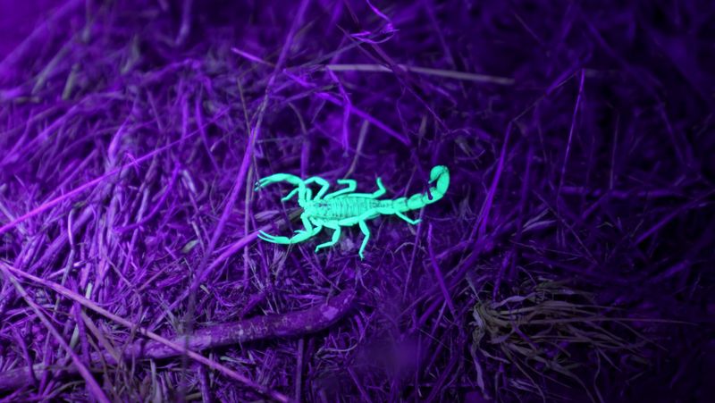 Glowing Under UV Light