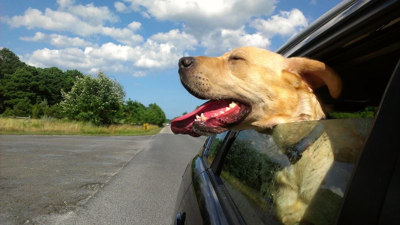Going for a Car Ride