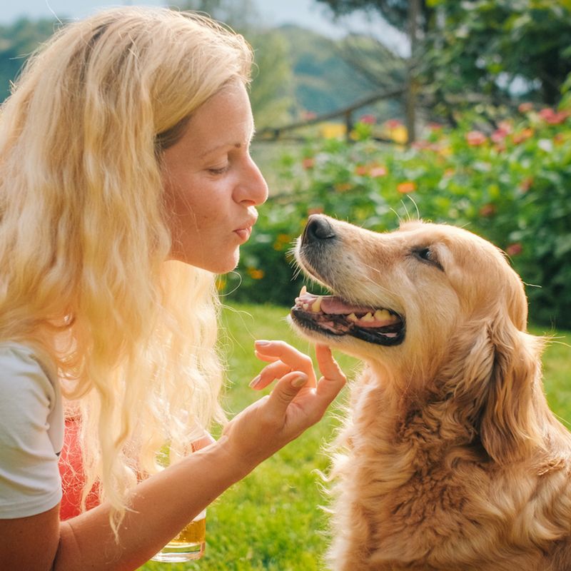 Golden Retriever