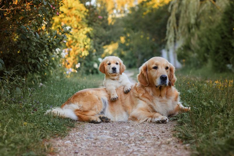 Golden Retriever