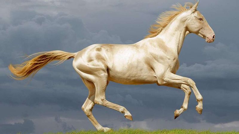 Golden Shine