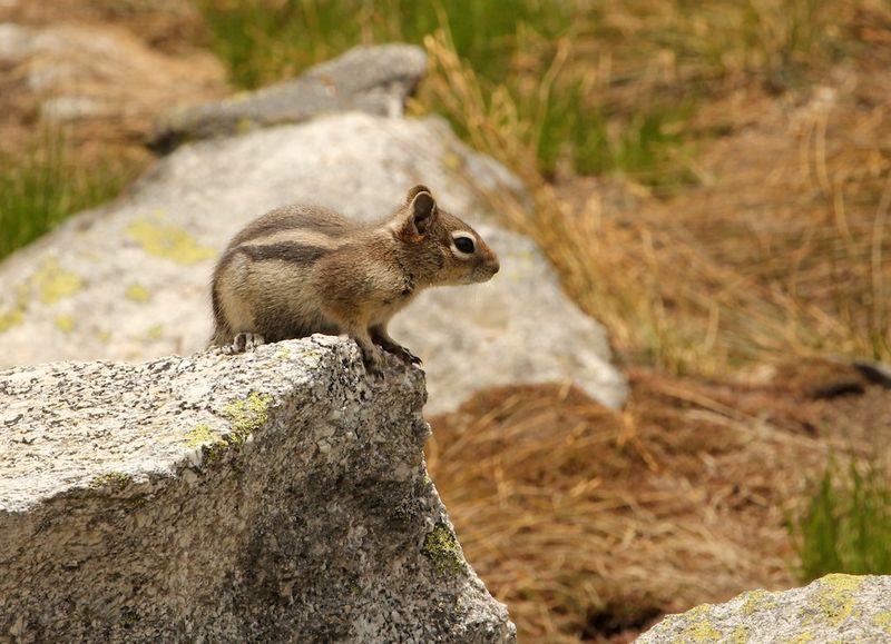 Golden-mantled Ground Squirrel in the Alpine