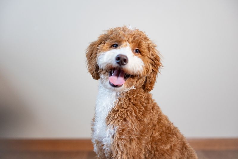 Goldendoodle