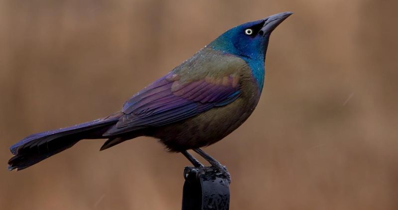 Grackles