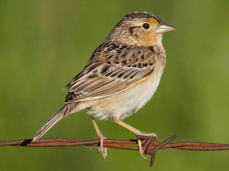 Grasshopper Sparrow