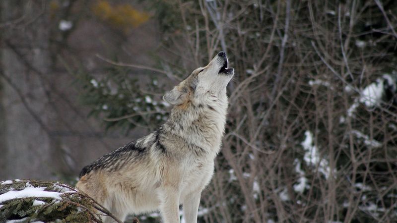 Gray Wolf