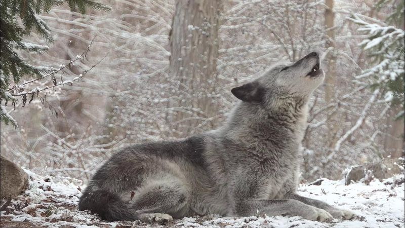 Gray Wolf