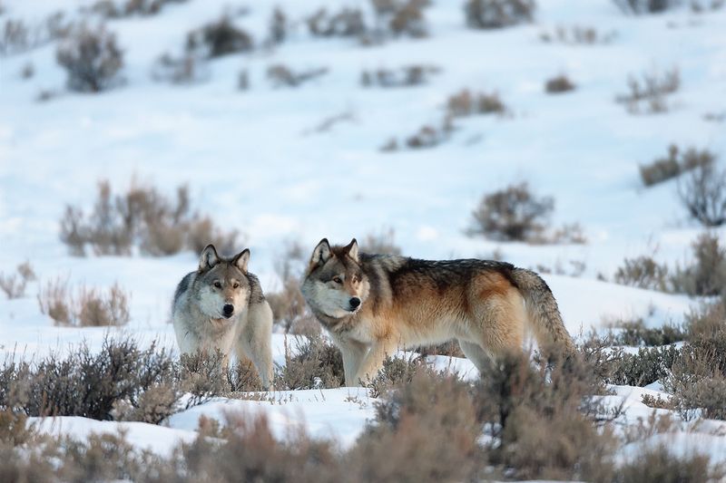 Gray Wolf