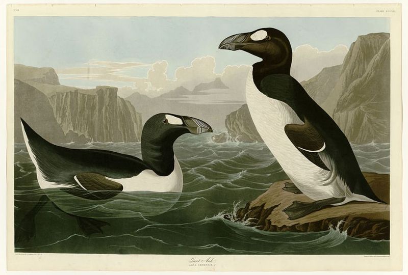 Great Auk