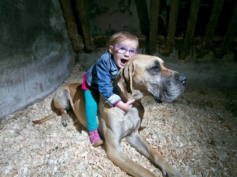 Great Dane