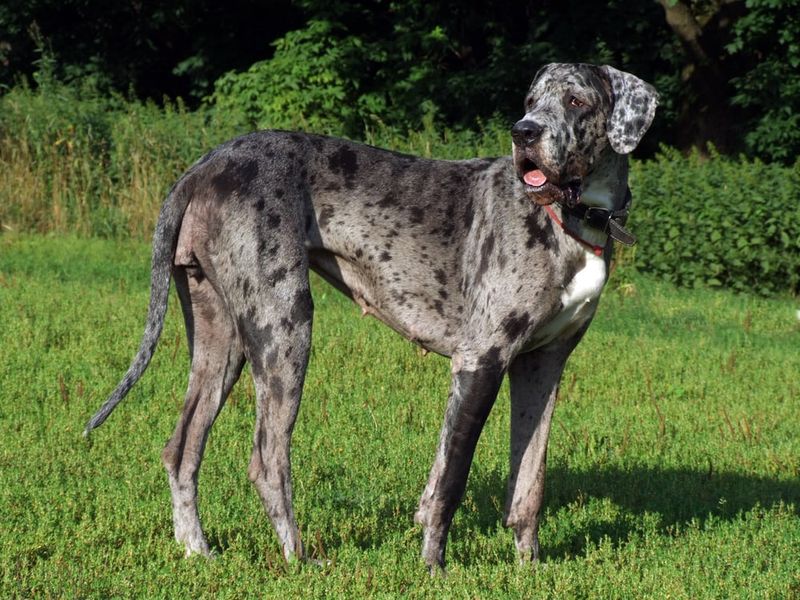 Great Dane
