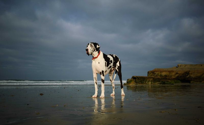Great Dane