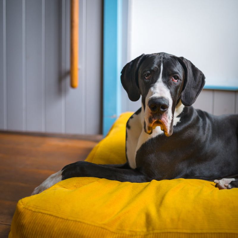 Great Dane