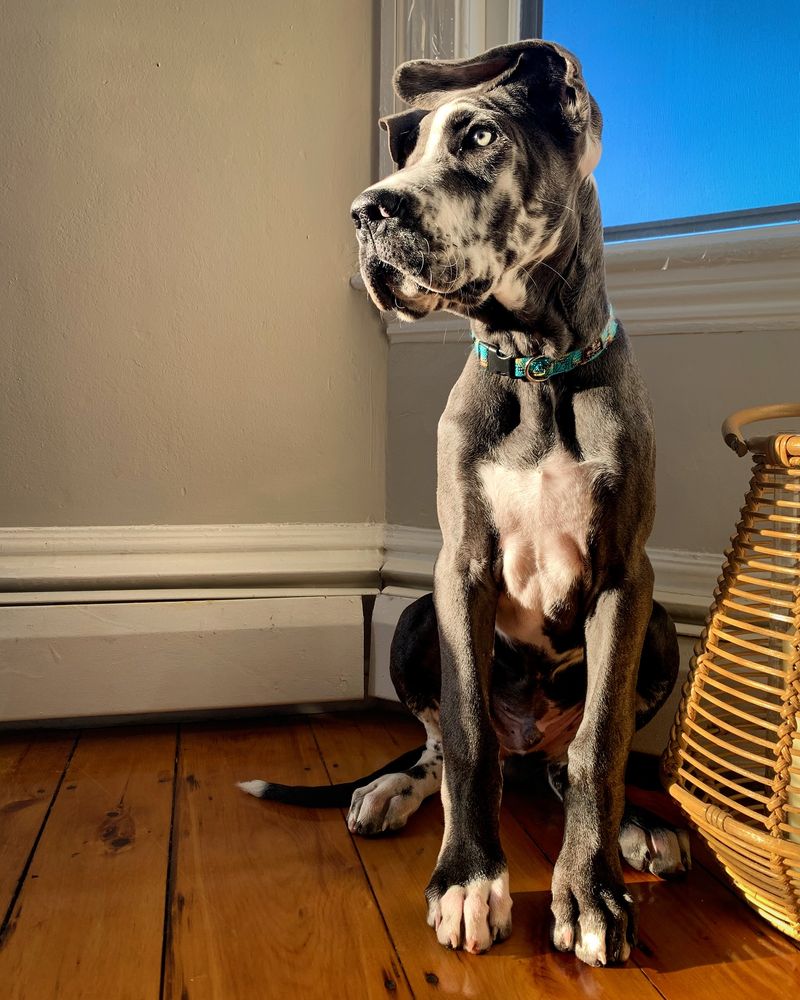 Great Dane
