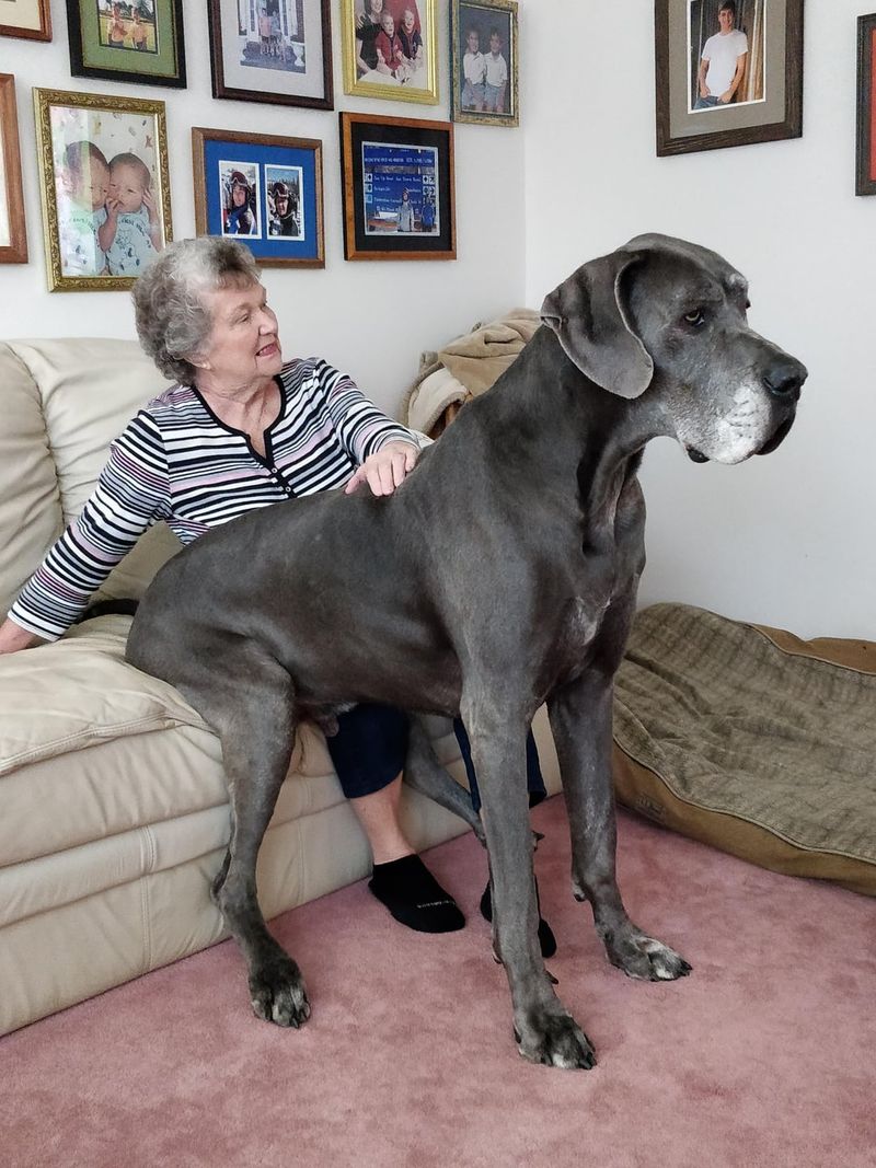 Great Dane
