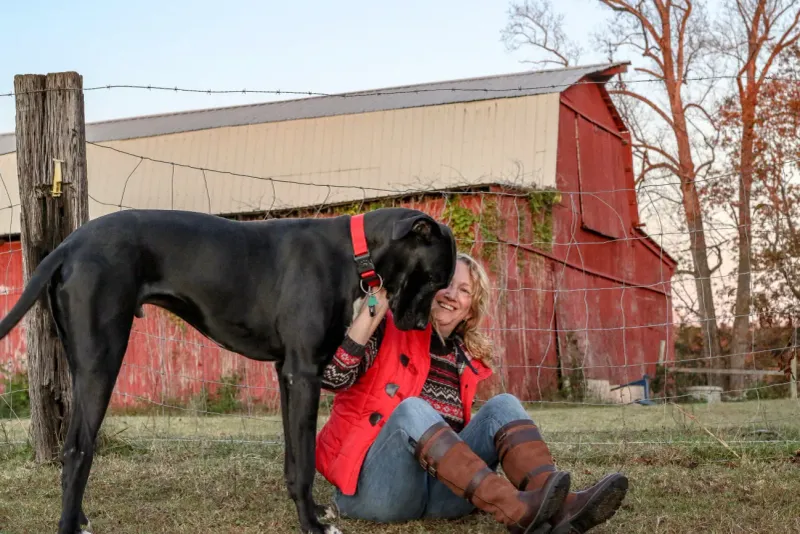 Great Dane