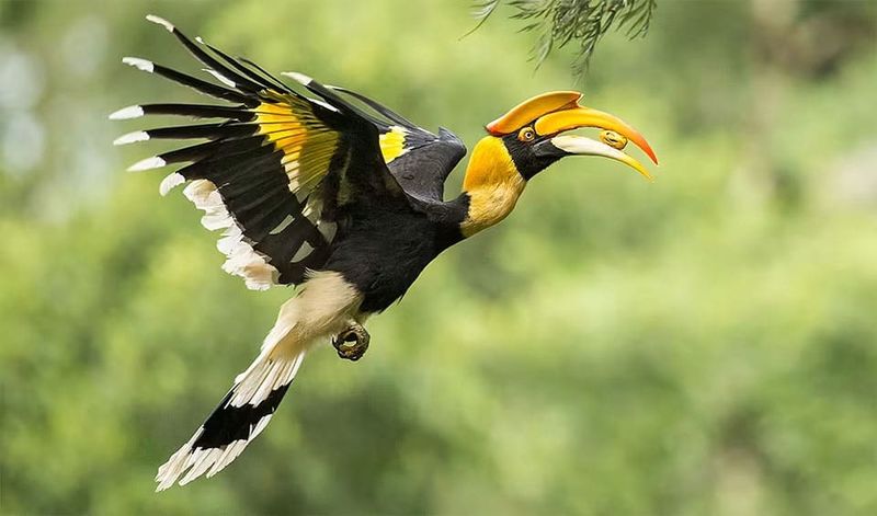 Great Hornbill
