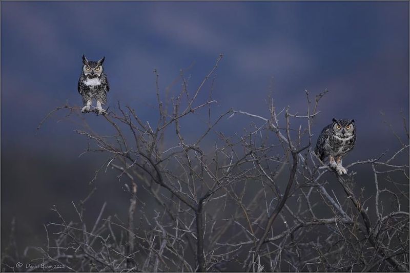 Great Horned Owl at Twilight