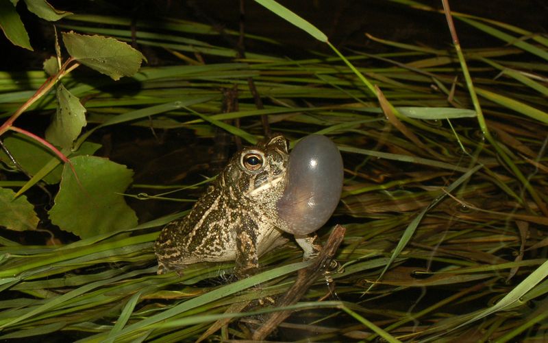 Great Plains Toad