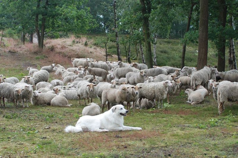 Great Pyrenees