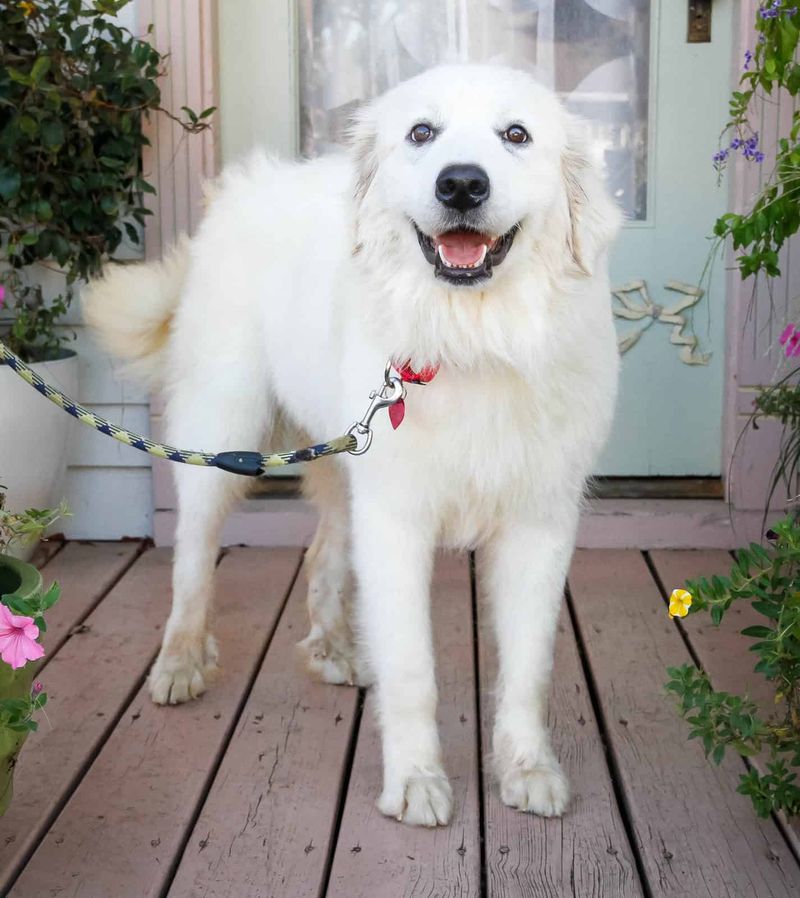Great Pyrenees