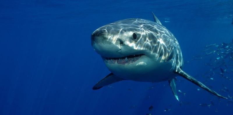 Great White Shark