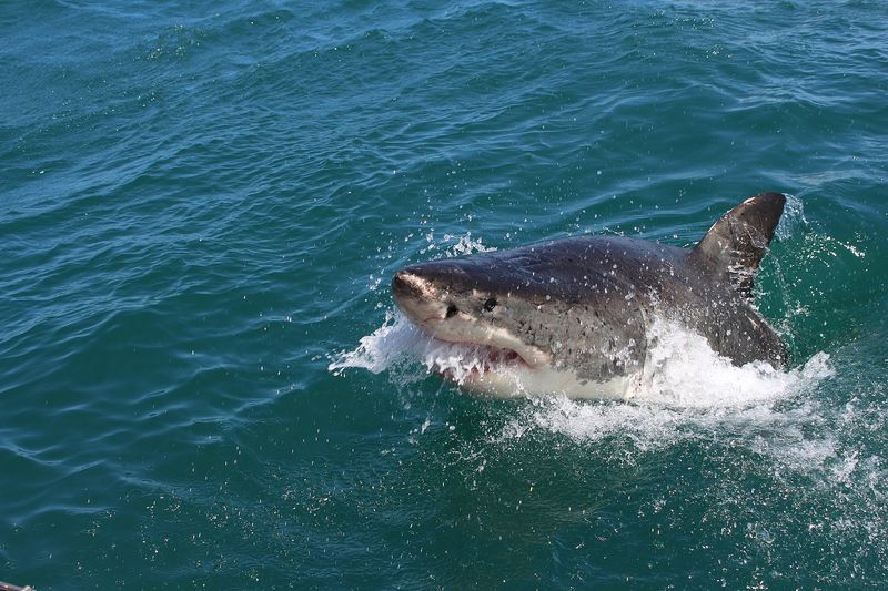 Great White Shark