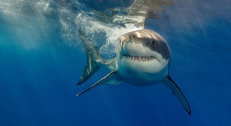 Great White Shark: Apex Predator