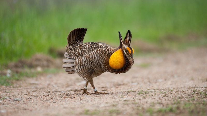 Greater Prairie-Chicken