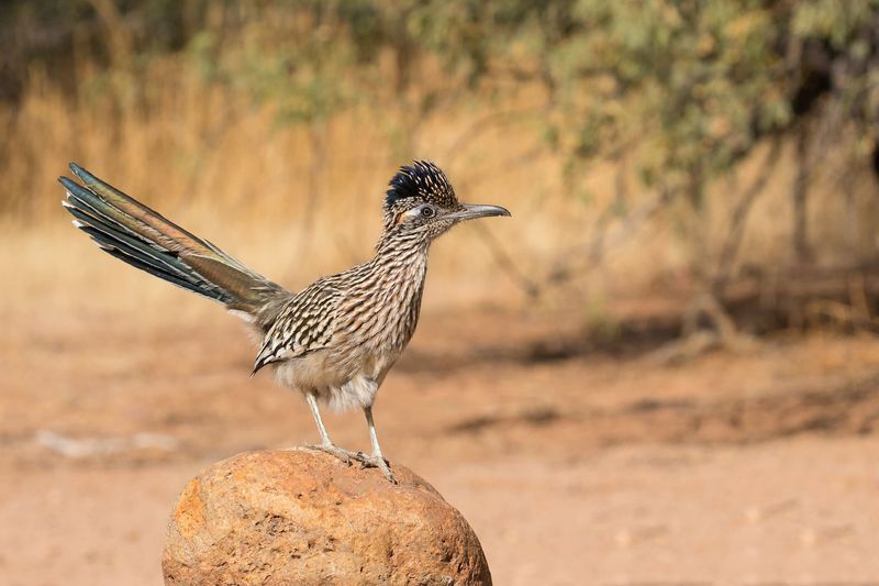 Greater Roadrunner