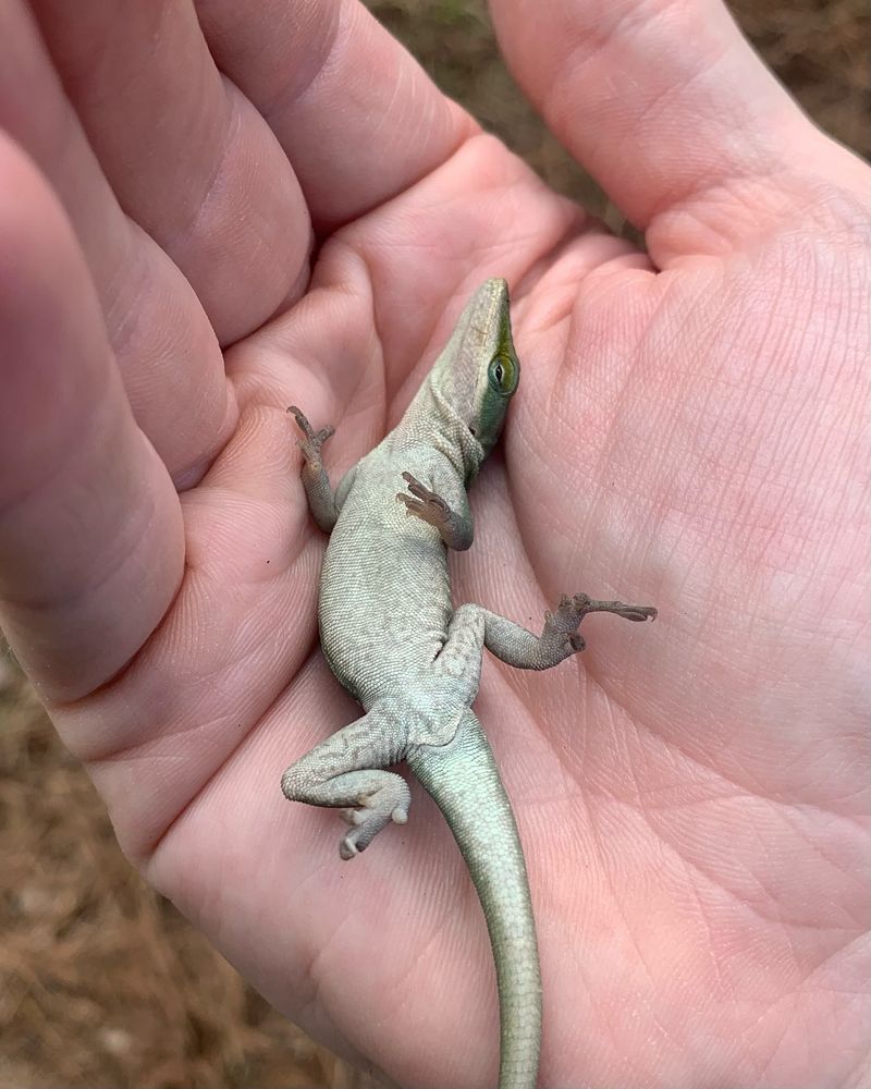 Green Anole