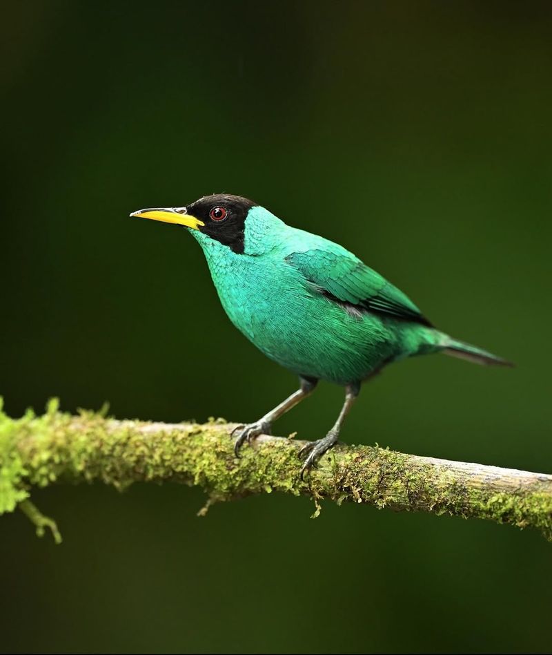 Green Honeycreeper