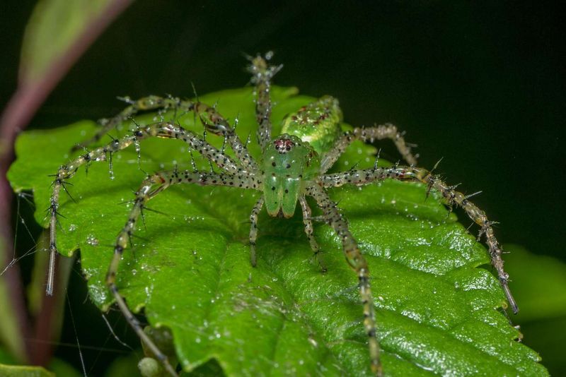 Green Lynx Spider