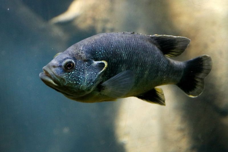 Green Sunfish