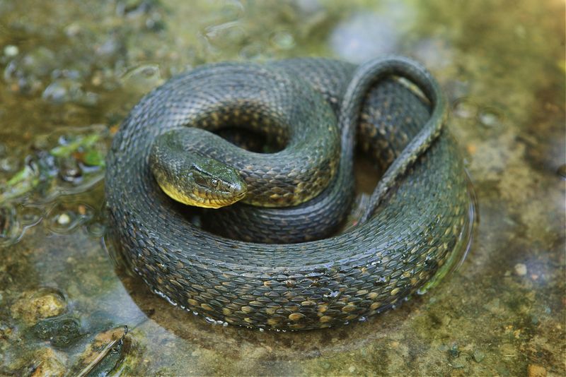 Green Water Snake