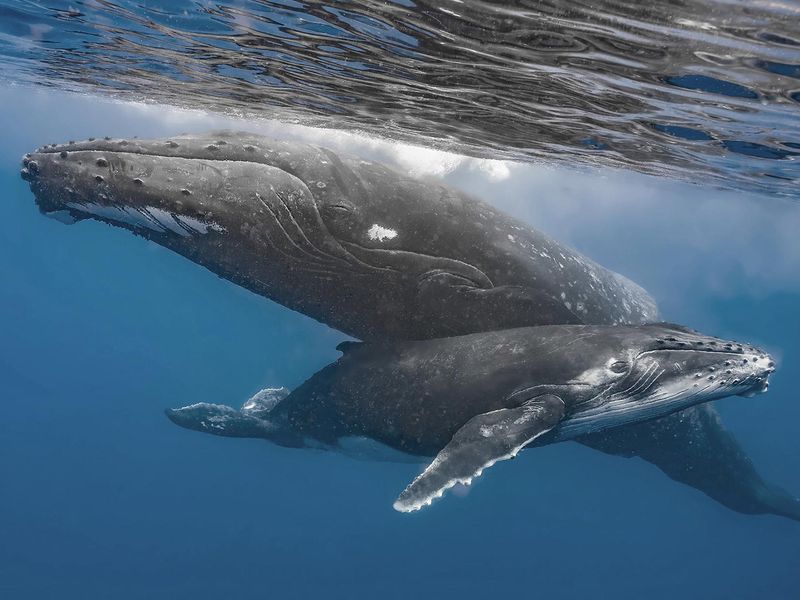 Grey Whale