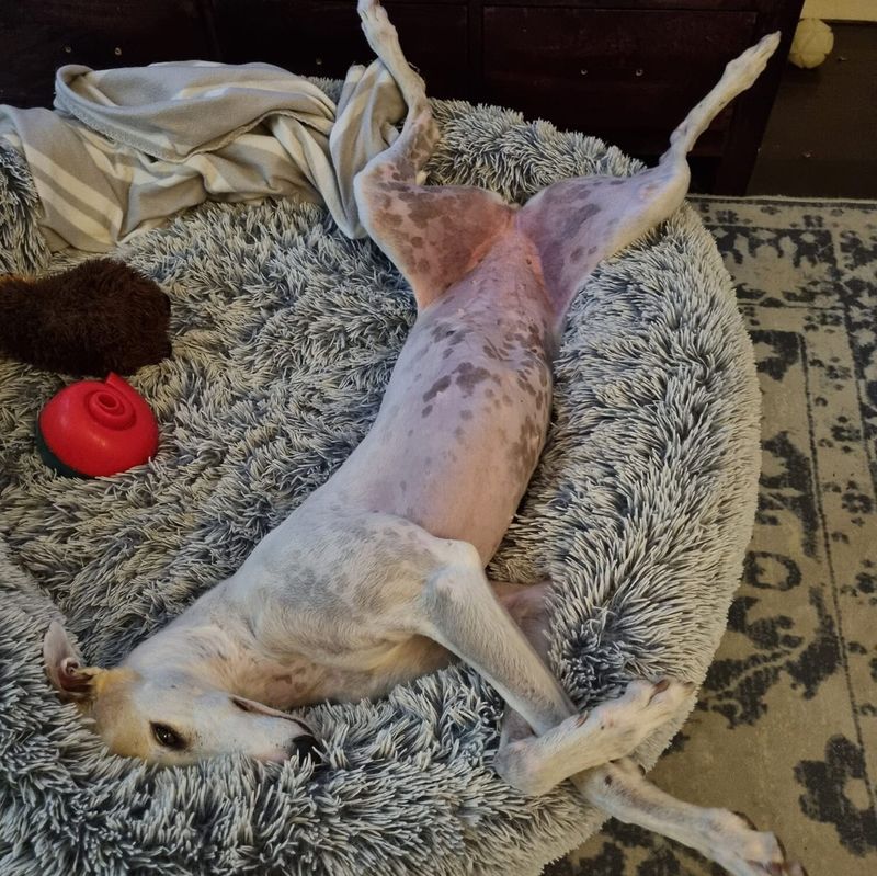 Greyhound