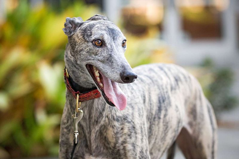 Greyhound