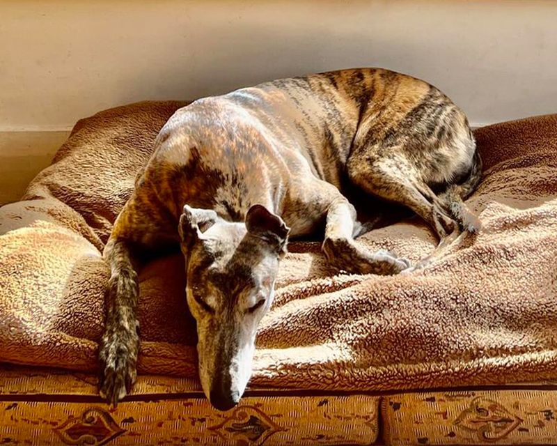 Greyhound