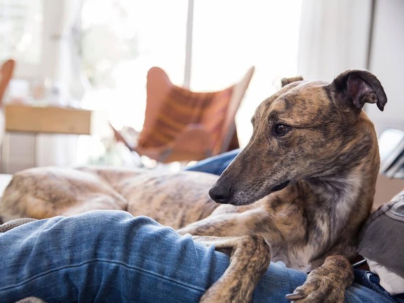 Greyhound