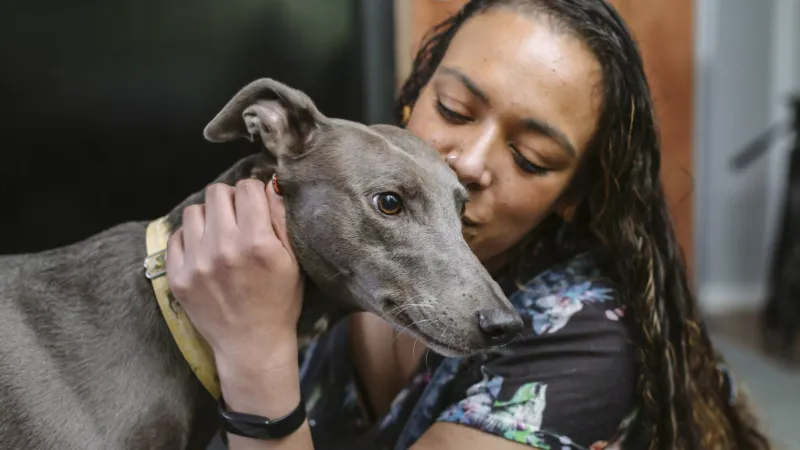 Greyhound