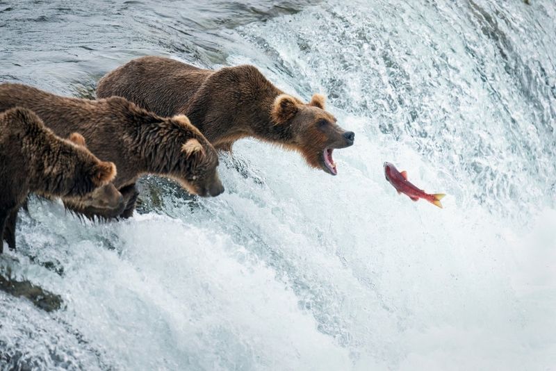 Grizzly Bear