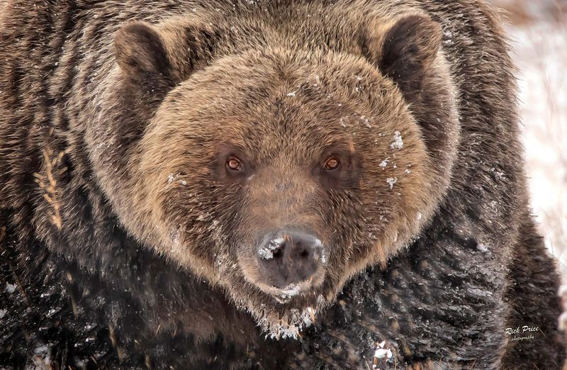 Grizzly Bear